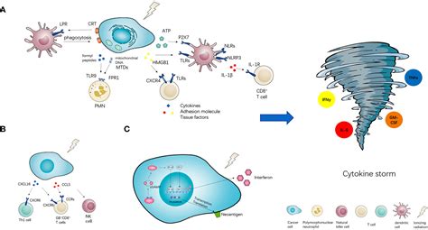 Frontiers Radiotherapy And Cytokine Storm Risk And Mechanism