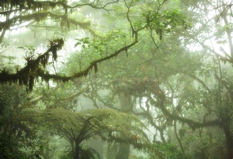 Within The Costa Rican Cloud Forest Matt Tilghman Photography