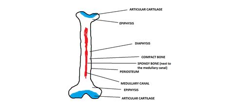 Sketch A Typical Long Bone And Label Its Epiphyses Diaphys Quizlet