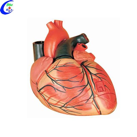 Partes Del Corazon Humano 3d