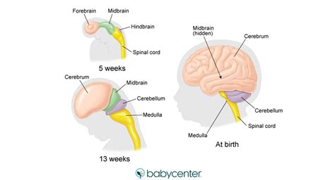 Fetal Brain Development When Does The Brain Develop BabyCenter