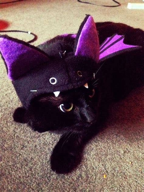 Bat Cat