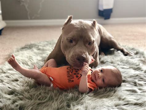 He Loves His New Baby Rpitbulls