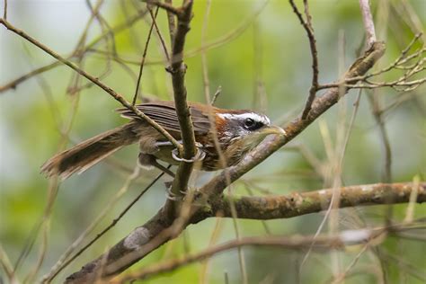 As The Crow Flies A Hong Kong Birding Blog July 2017