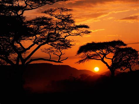 1920x1080 Resolution Tree Silhouette Sunset Africa Hd Wallpaper