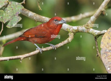 Hepatic Tanager Piranga Flava Perched On A Branch In Costa Rica Stock