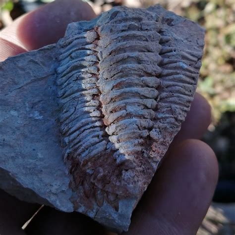 Devonian Marine Fossils Fossil Hunting Trips The Fossil Forum