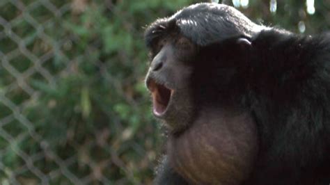 Singing Monkeys Serenade Zoo Visitors Nbc Chicago