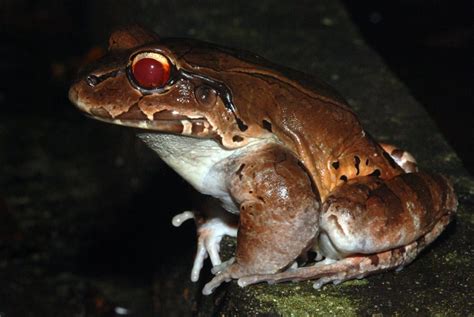 Jungle Frog A Smoky Jungle Frog Leptodactylus Pentadactyl Flickr