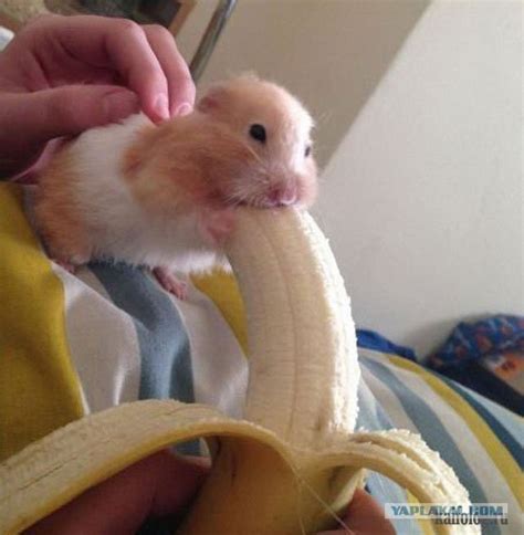 Create Meme Hamster A Hamster Eating A Banana Funny Animals