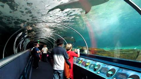 Sydney Aquarium Darling Harbour Teil 2 Youtube