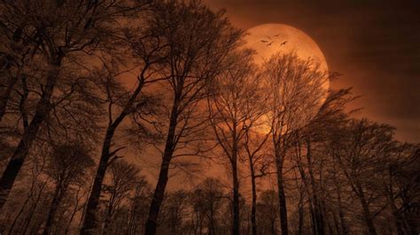 Beautiful Romantic Image Night Trees Branches Orange Sky
