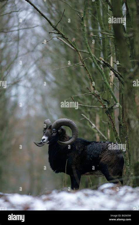 Moufflon Ram Mouflon Ovis Orientalis Musimon Stock Photo Alamy