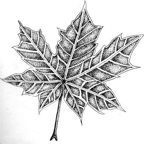 Maple Leaf Aggies Drawings