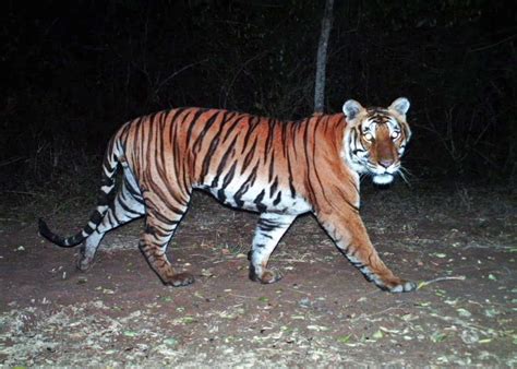 Tiger Conservation Old Veerappan Lair Set To Be A Tiger Den