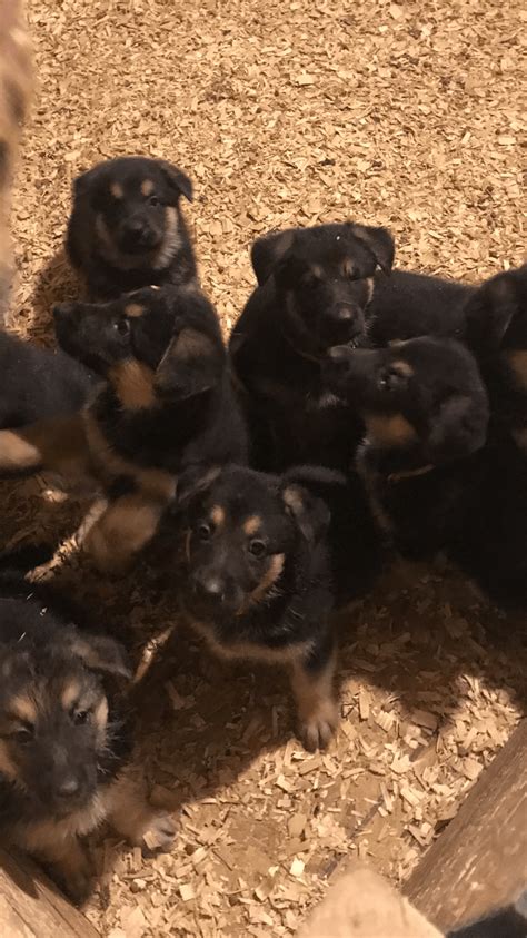 German Shepherd Puppies For Sale Brooksville Ky 285048