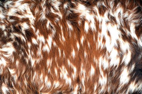 Flickriver Photoset Longhorn Cattle Fur By David Kozlowski