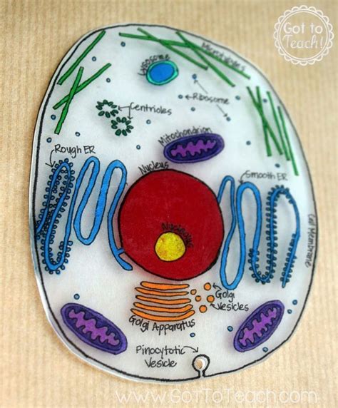 Animal Cell Model Ideas For Your Science Project Easy And Creative