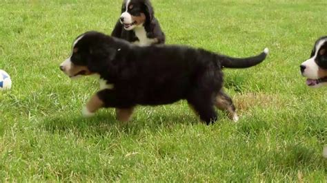 For several hundred years the. Bernese Mountain Dog Puppies For Sale - YouTube