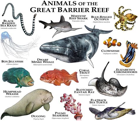 Animals Of The Great Barrier Reef Sticker By Wildlife Art By Roger Hall
