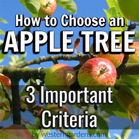 We did not find results for: How to Choose an Apple Tree in Utah | Deer resistant ...