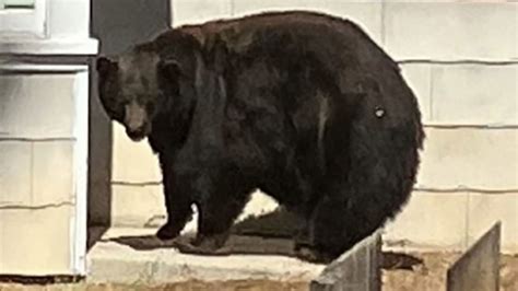 California Bear Hank The Tank Captured In Lake Tahoe And Will Be Relocated Cnn
