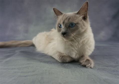 Munchkin Ragdoll Cat Complete Guide Vocal Cats