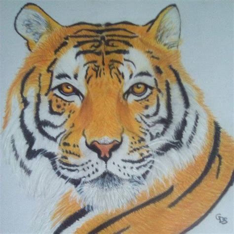 Dessin tigre réaliste Etsy Art drawings sketches simple Art