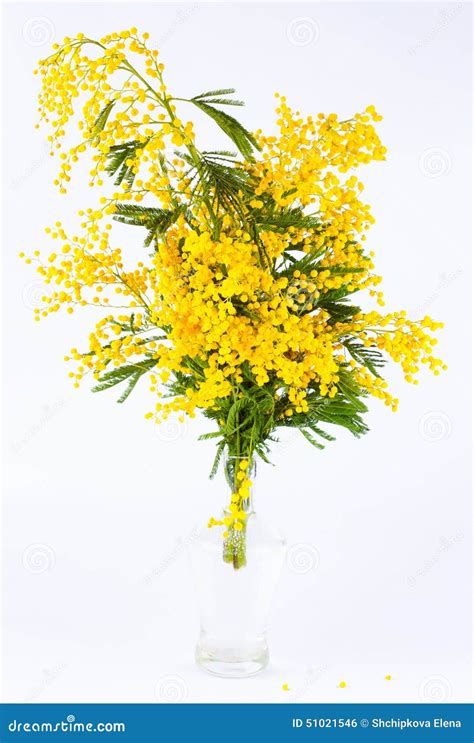Yellow Mimosa Flowers Acacia Spring Background Stock Photography