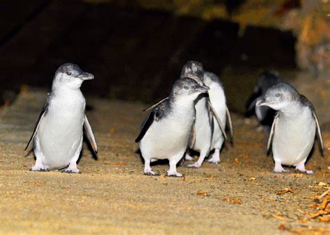 Discover The Big World Of Little Penguins Animal