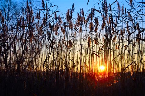 High Reed Against The Backdrop Of A Colorful Sunset Stock Image Image