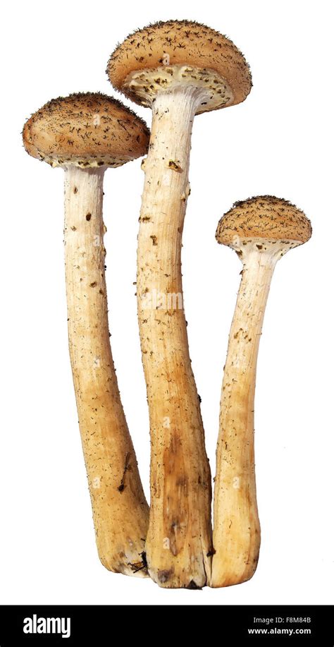Armillaria Mellea Honey Fungus Mushrooms Isolated On White Background