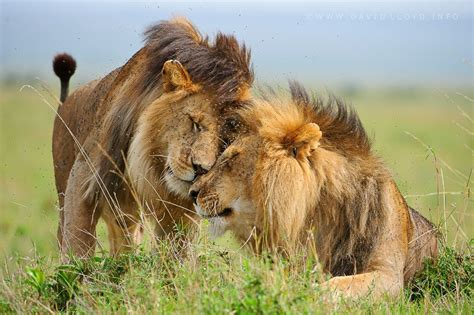 Lion Subspecies Listed As Endangered Threatened Lion Pictures