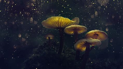 Download Wallpaper 1920x1080 Mushroom Yellow Glow Flower Top Glitter