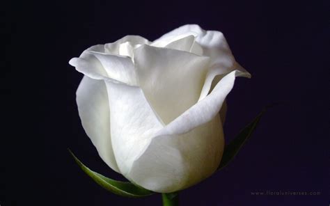 Download Pure White Roses Photo By Vcannon58 White Roses