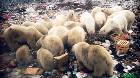 Siberian Town Under Siege As Dozens Of Hungry Polar Bears Invade