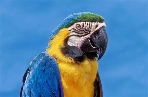 Blue And Gold Macaw — Full Profile History And Care