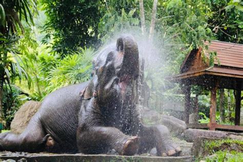 Phang Nga Elephant Park Exotic Fishing Thailand