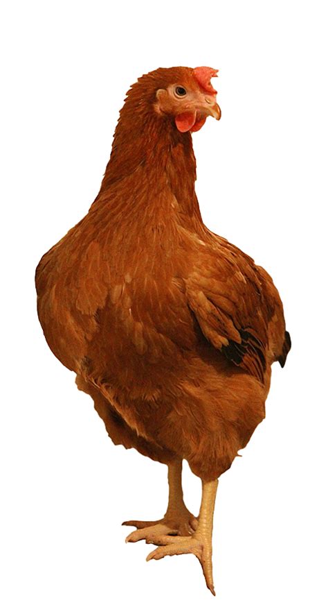 Brown Chicken Png Image Background Png Arts
