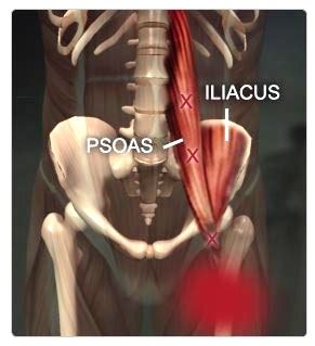 The primary hip flexor muscles are the psoas major and the iliacus— collectively known as the iliopsoas, (usually the weakest of all of the muscles). Why Tight Hips Might be Causing your Backaches