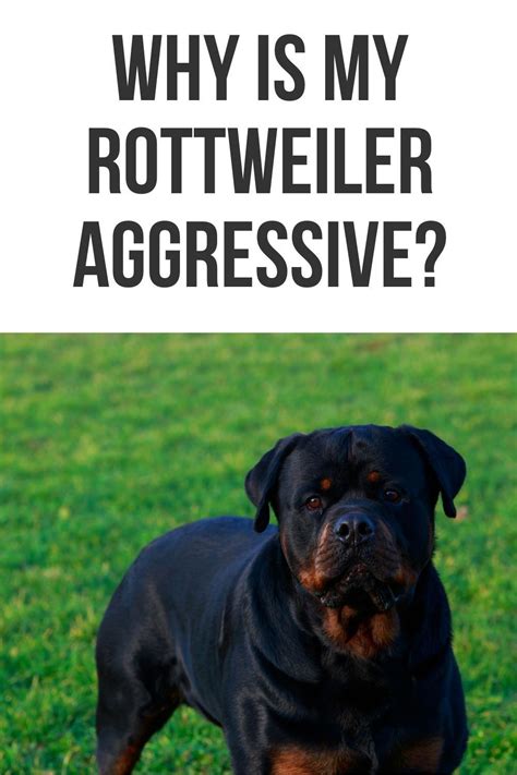 Das mädchen aus rottweil is a song by the german band die toten hosen. Why is my Rottweiler Aggressive? in 2020 | Rottweiler ...
