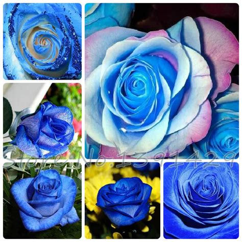 Flower Seeds 200pcs Seeds Blue Stripe Rose Rare Rose Rose Bush Blue