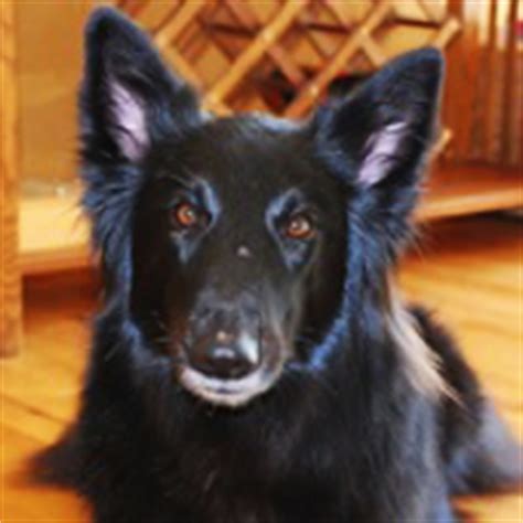 Icelandic sheepdogs are the national treasure of iceland. Belgian Sheepdog Rescue ― ADOPTIONS