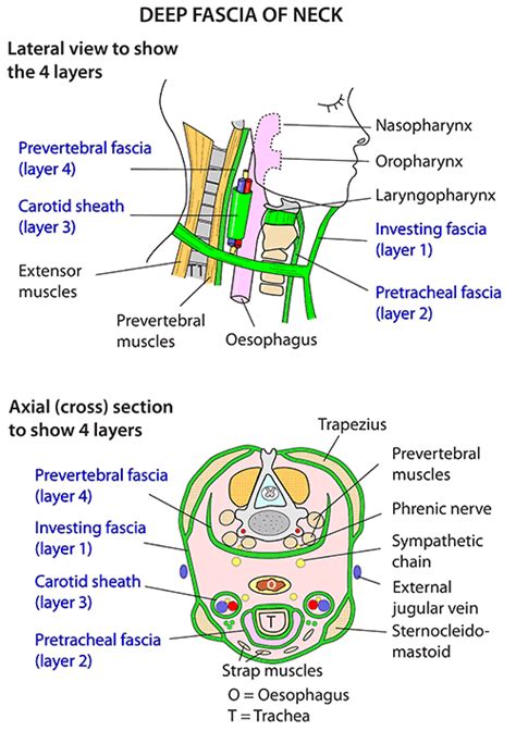 Instant Anatomy Head And Neck Areasorgans Fascia Deep Of Neck