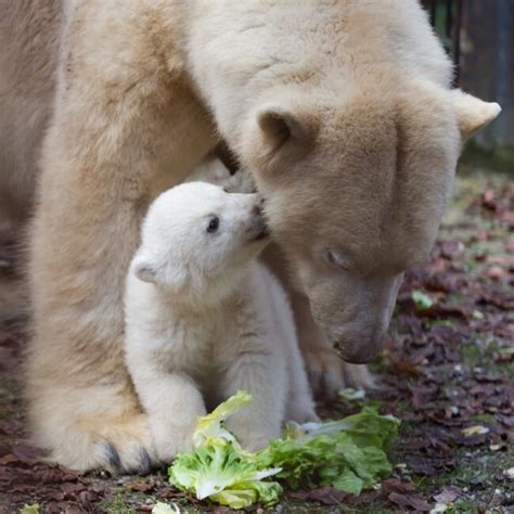 Une photo d'ours polaire famélique, symbole du combat écologique, a fait le tour du monde. Zoo Ours Polaire Normandie - Pewter