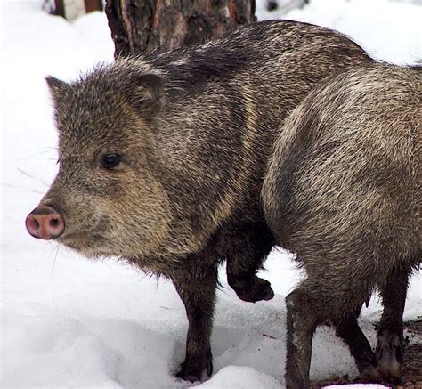 Wild Pigs Canadian Council On Invasive Species