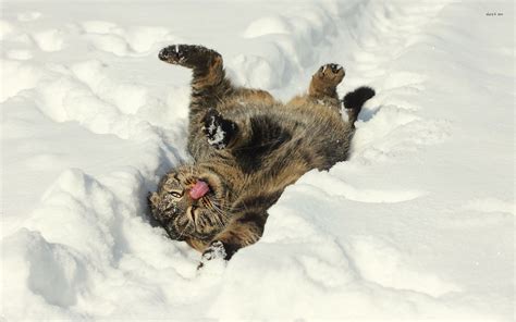 Funny Winter Animal Wallpaper 55 Images