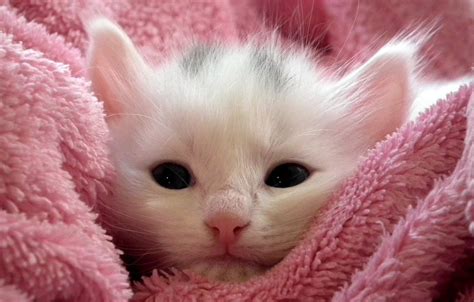 Cute Pink Cats Wallpapers Wallpaper Cave