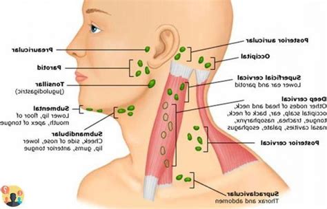Where Are The Supraclavicular Lymph Nodes