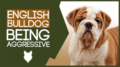 Aggressive English Bulldog Training How To Train Aggressive English
